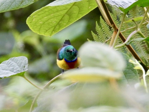 Regal Sunbird - ML641511087
