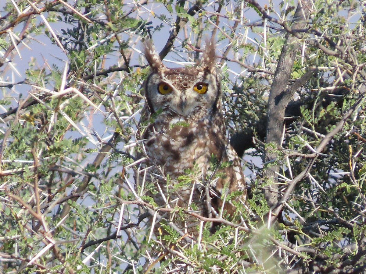 Spotted Eagle-Owl - ML641511193