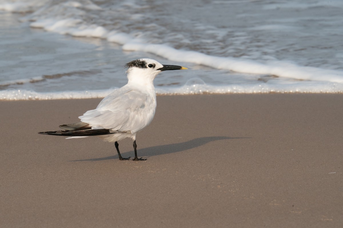 Sandwich Tern - ML641511234