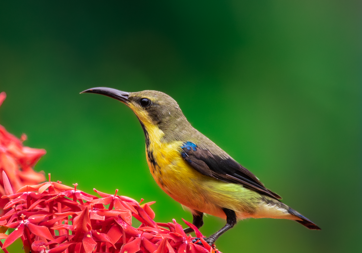 Purple Sunbird - ML641511309