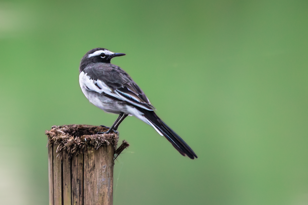 White-browed Wagtail - ML641511321