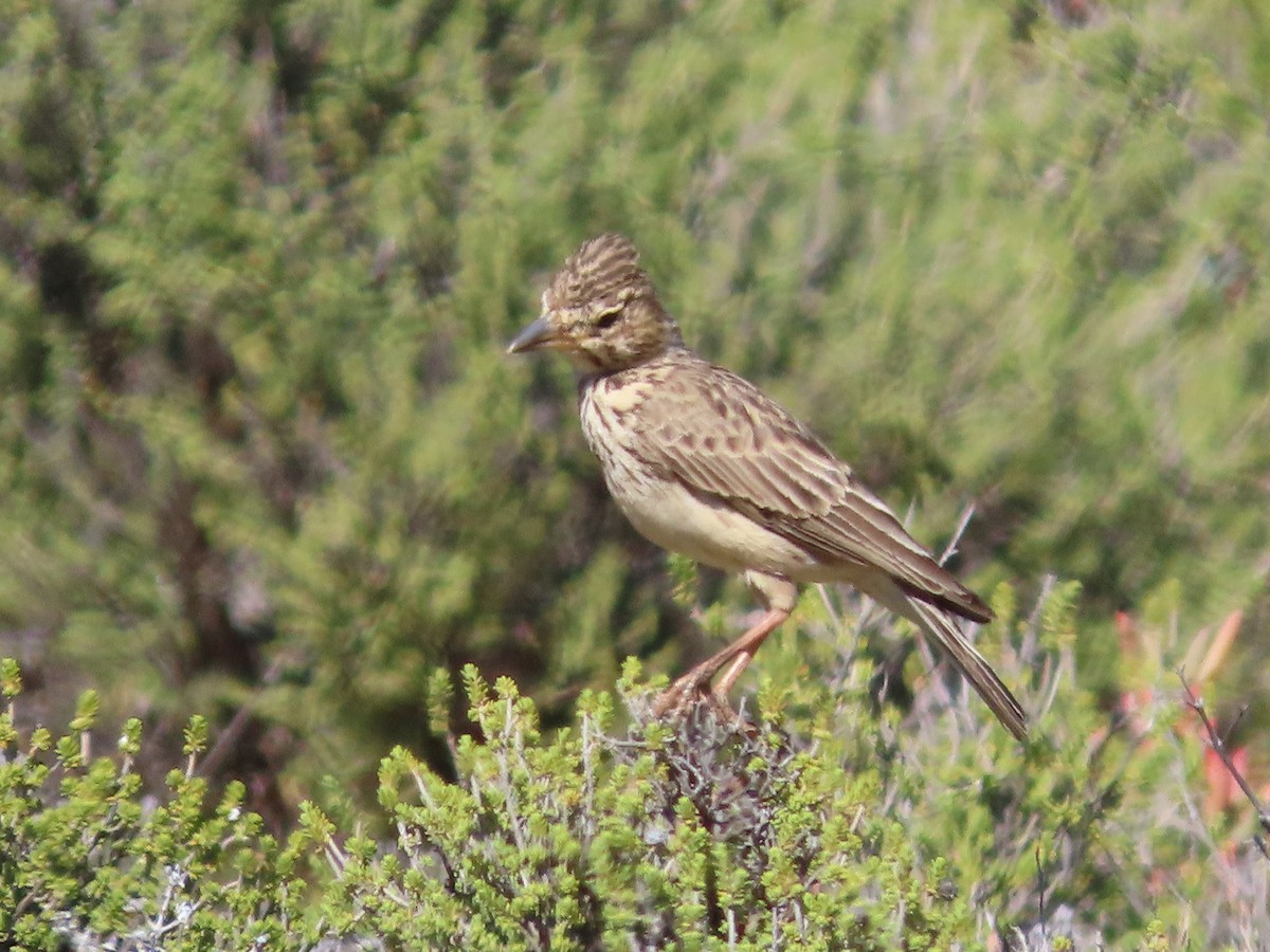 Large-billed Lark - ML641511328