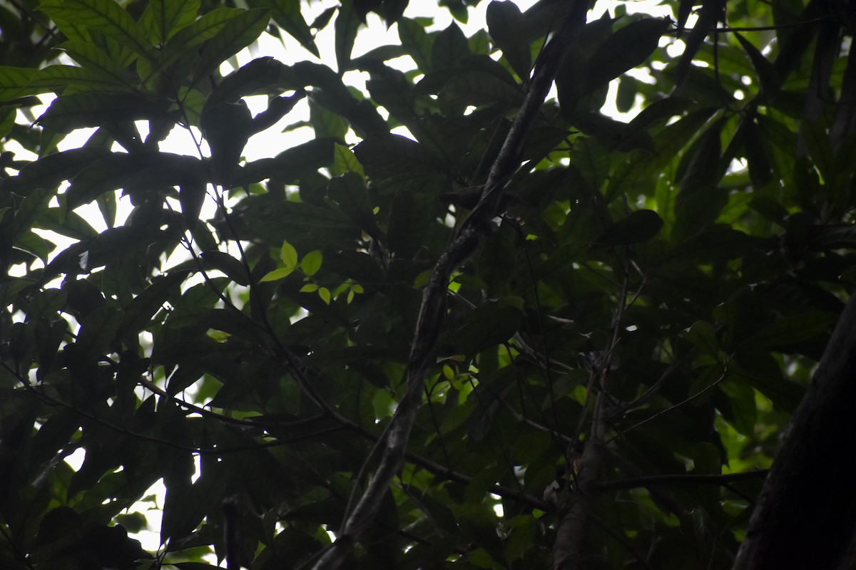 Lesser Greenlet - ML641511334