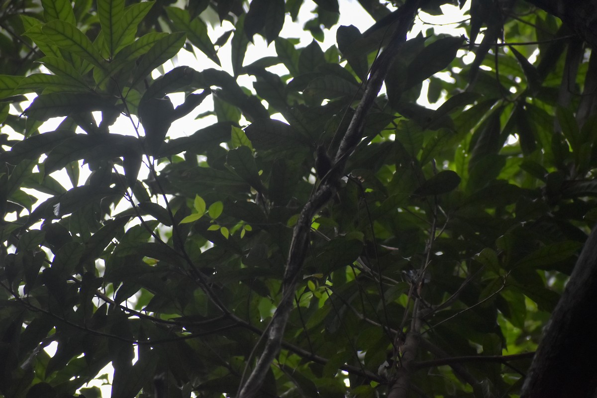 Lesser Greenlet - ML641511335