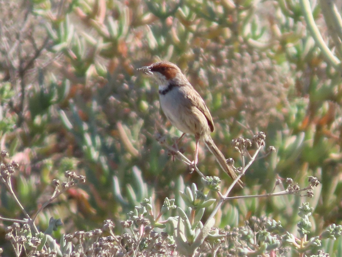Rufous-eared Warbler - ML641511353