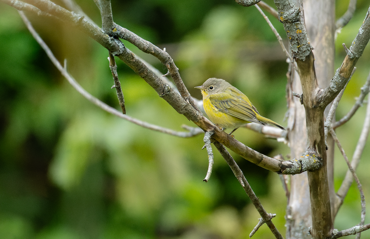 Nashville Warbler - ML641511371