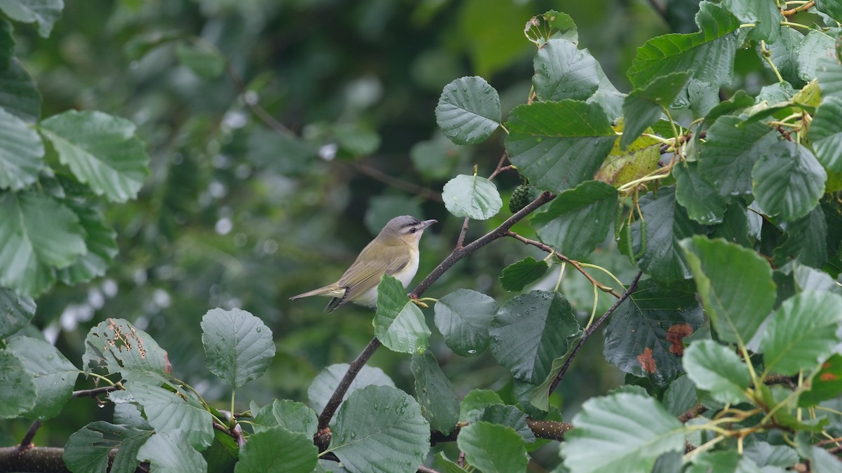 Kızıl Gözlü Vireo - ML641511387