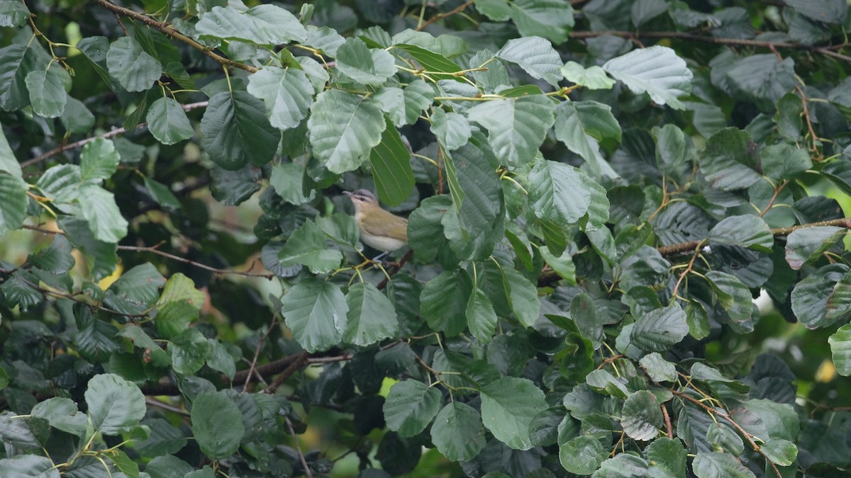 Kızıl Gözlü Vireo - ML641511410
