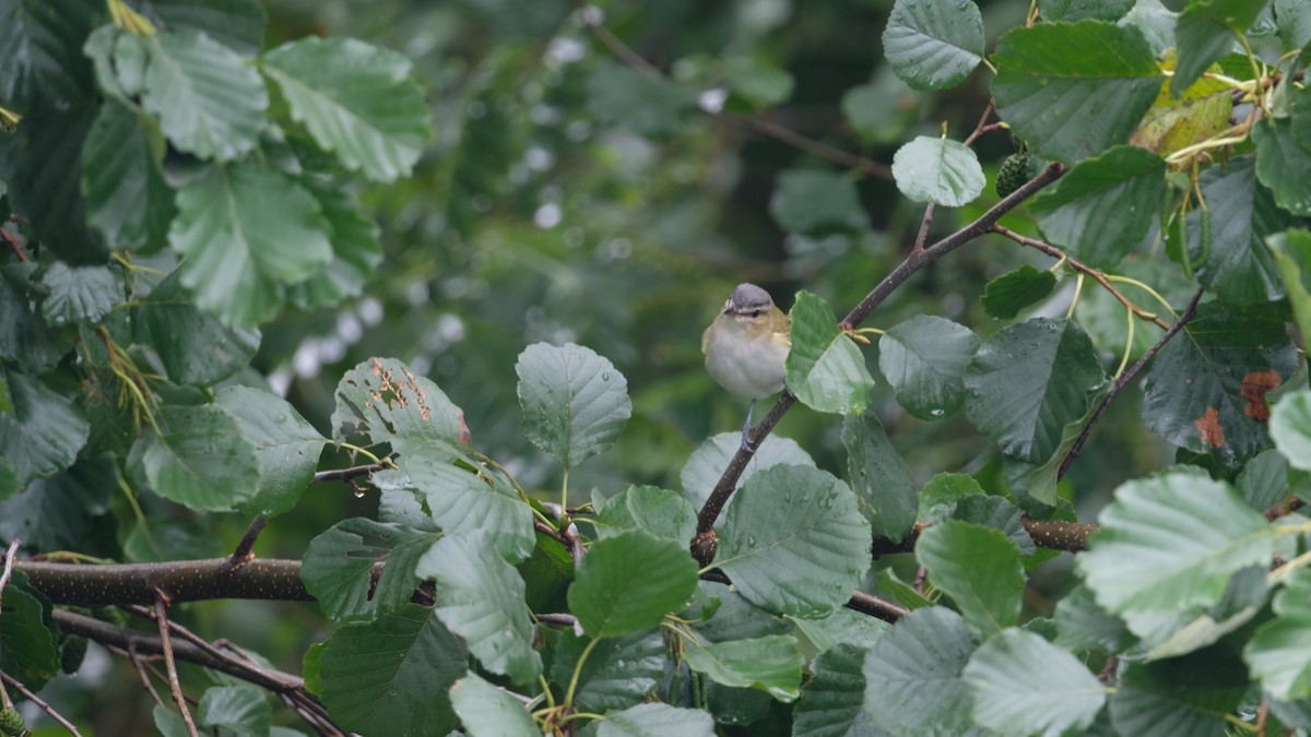 Kızıl Gözlü Vireo - ML641511451