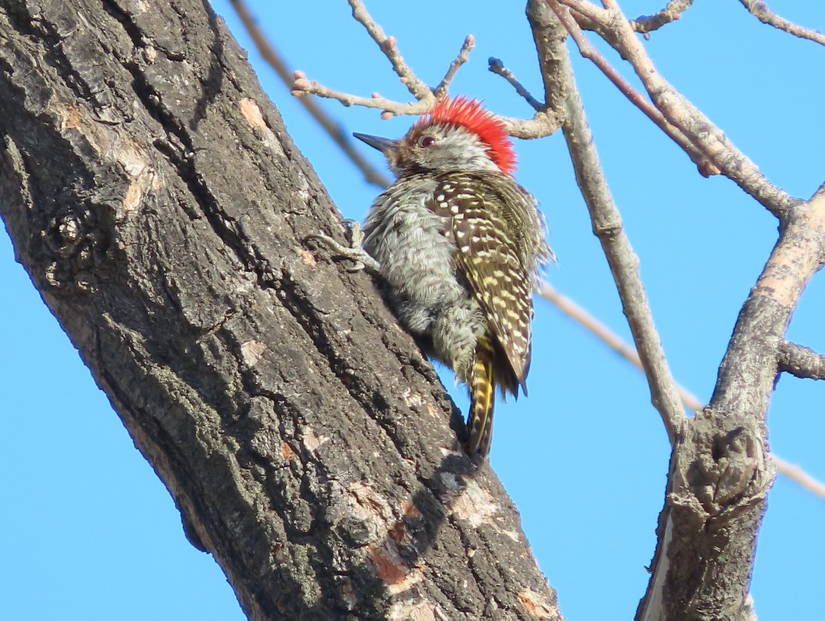 Cardinal Woodpecker - ML641511463