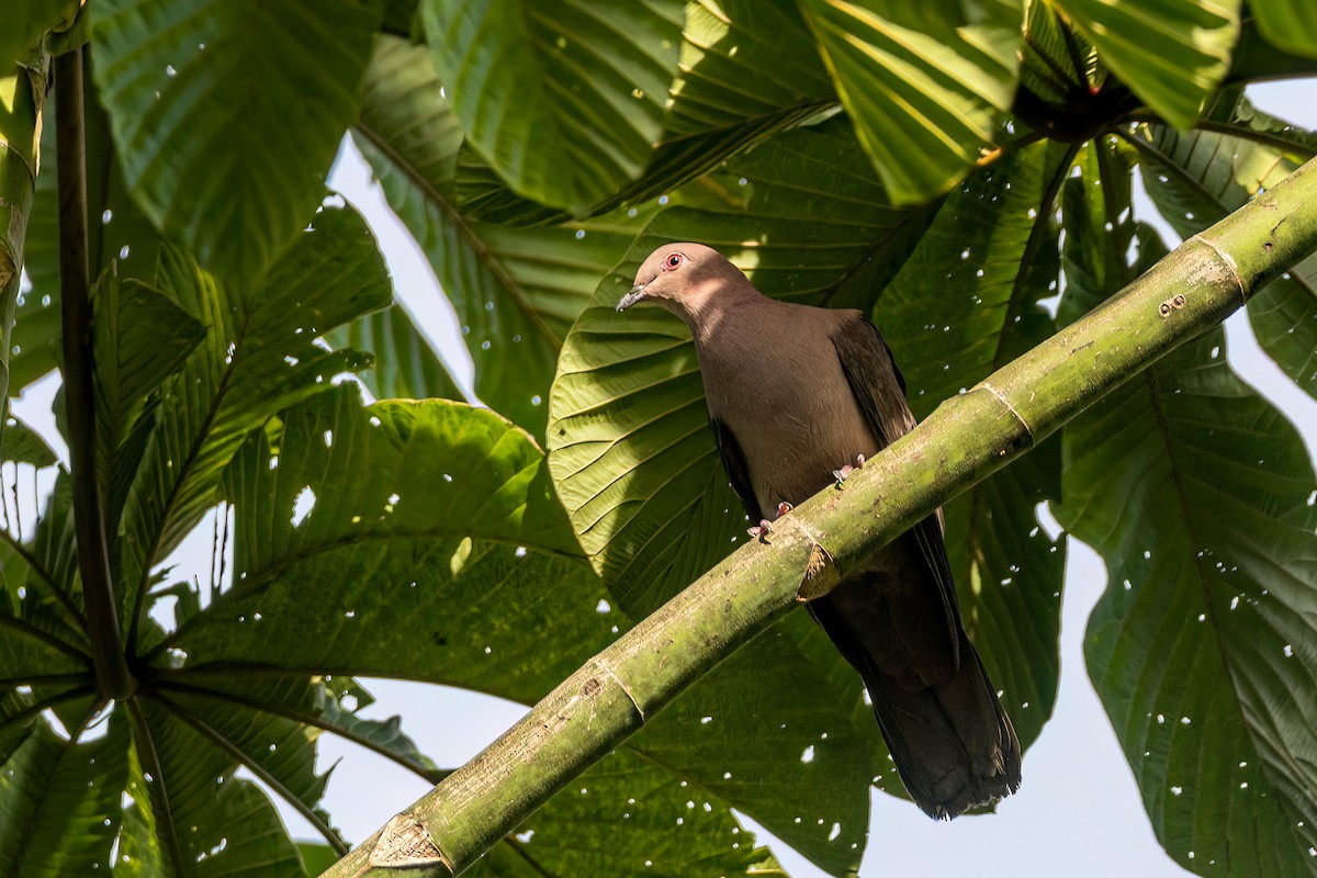 Short-billed Pigeon - ML641511468