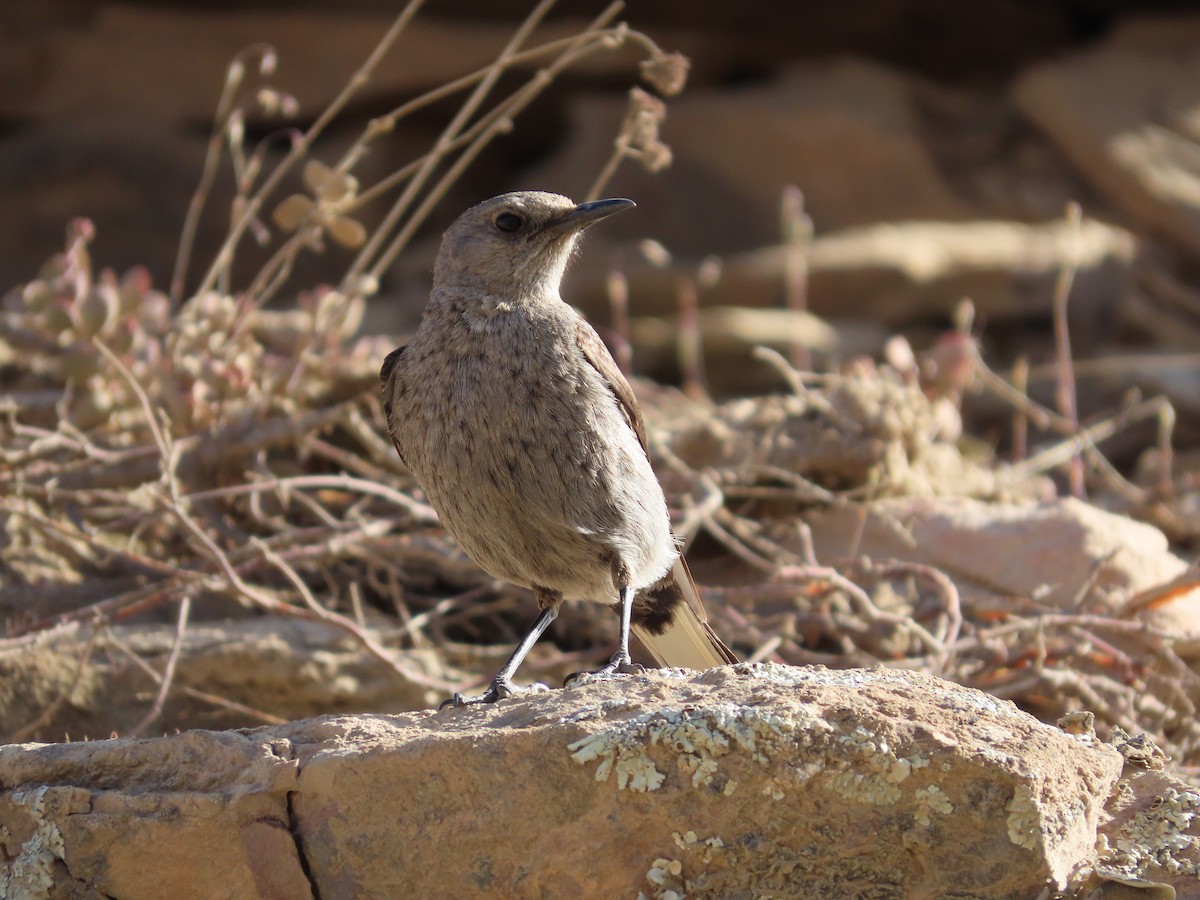 Mountain Chat - ML641511475