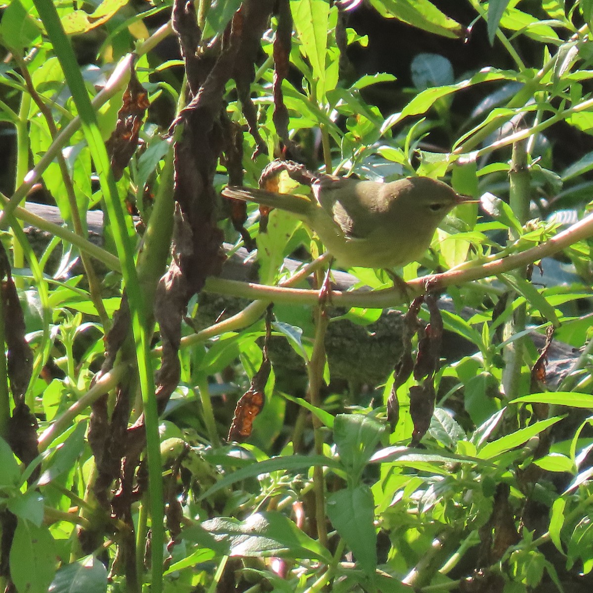 Orange-crowned Warbler - ML641511563