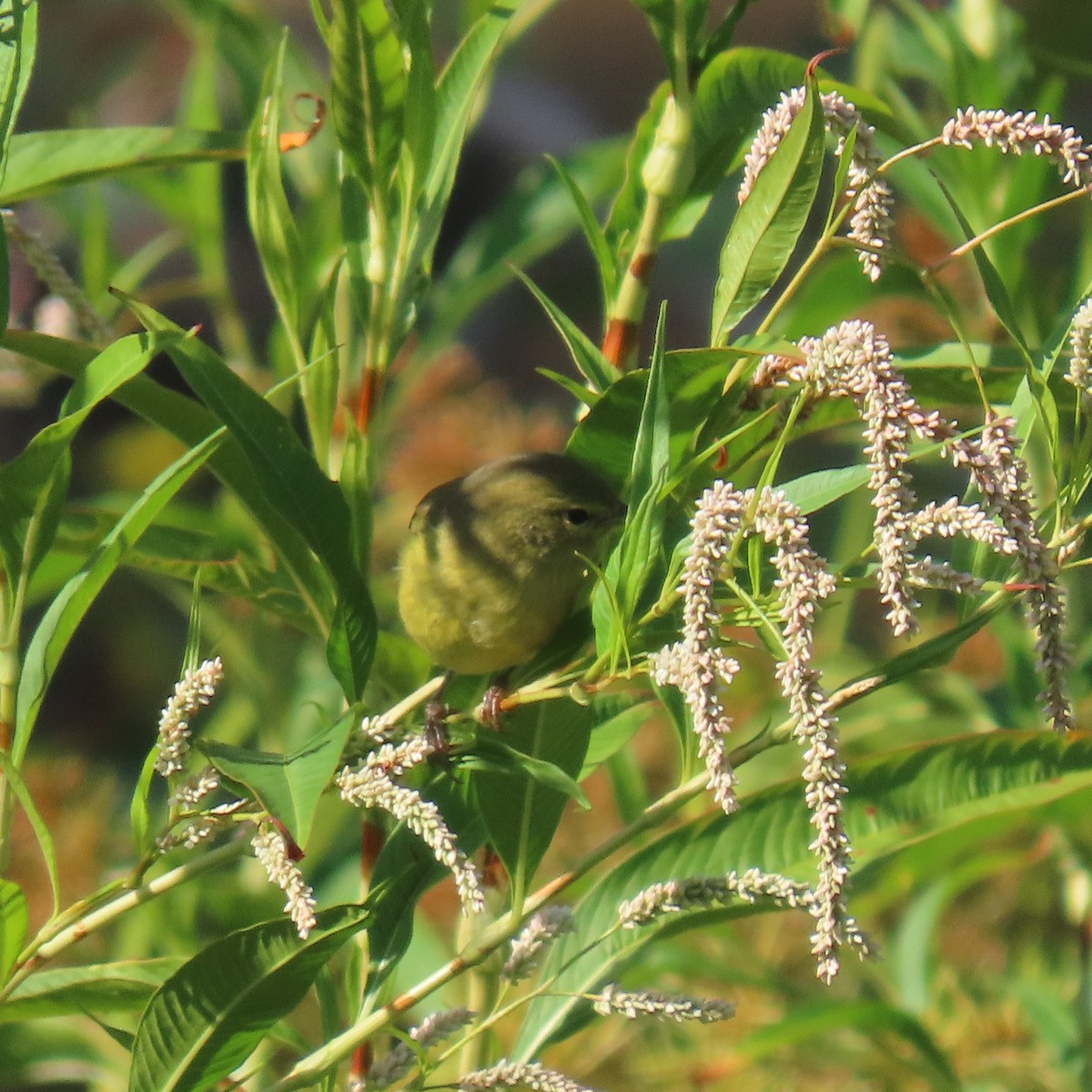 Orange-crowned Warbler - ML641511581