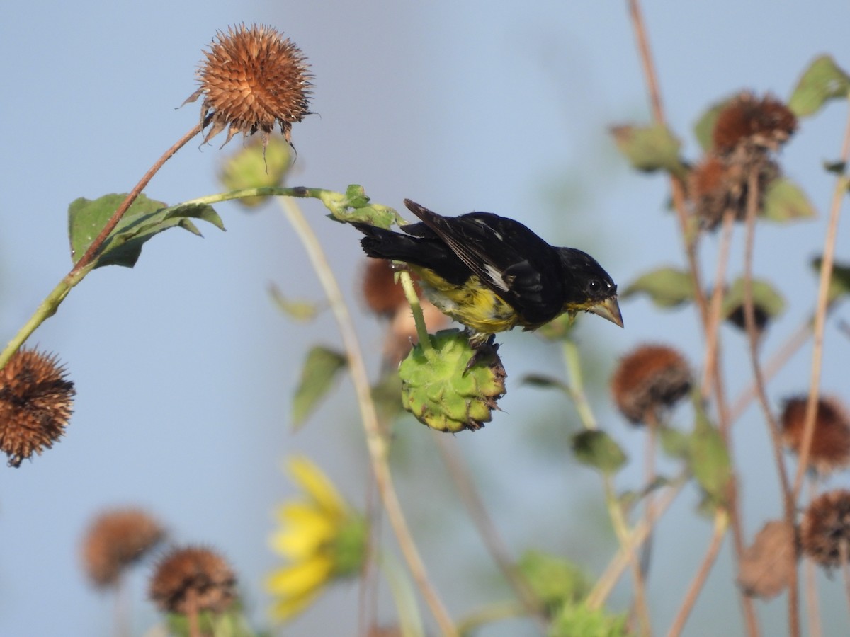 Lesser Goldfinch - ML641511584
