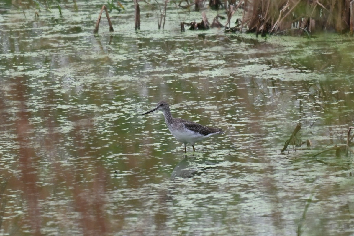Greater Yellowlegs - ML641511590