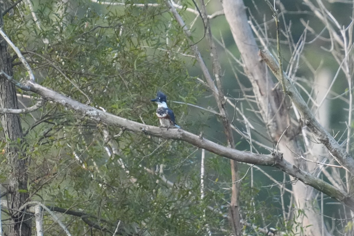Belted Kingfisher - ML641511601