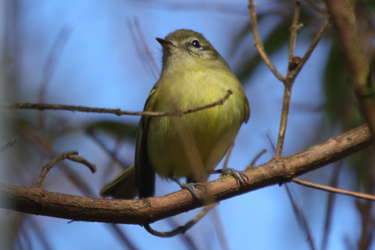 Greenish Tyrannulet - ML641511674