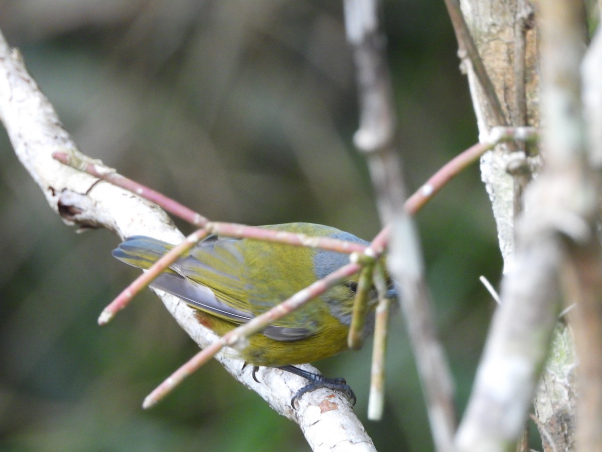 Chestnut-bellied Euphonia - ML641511703