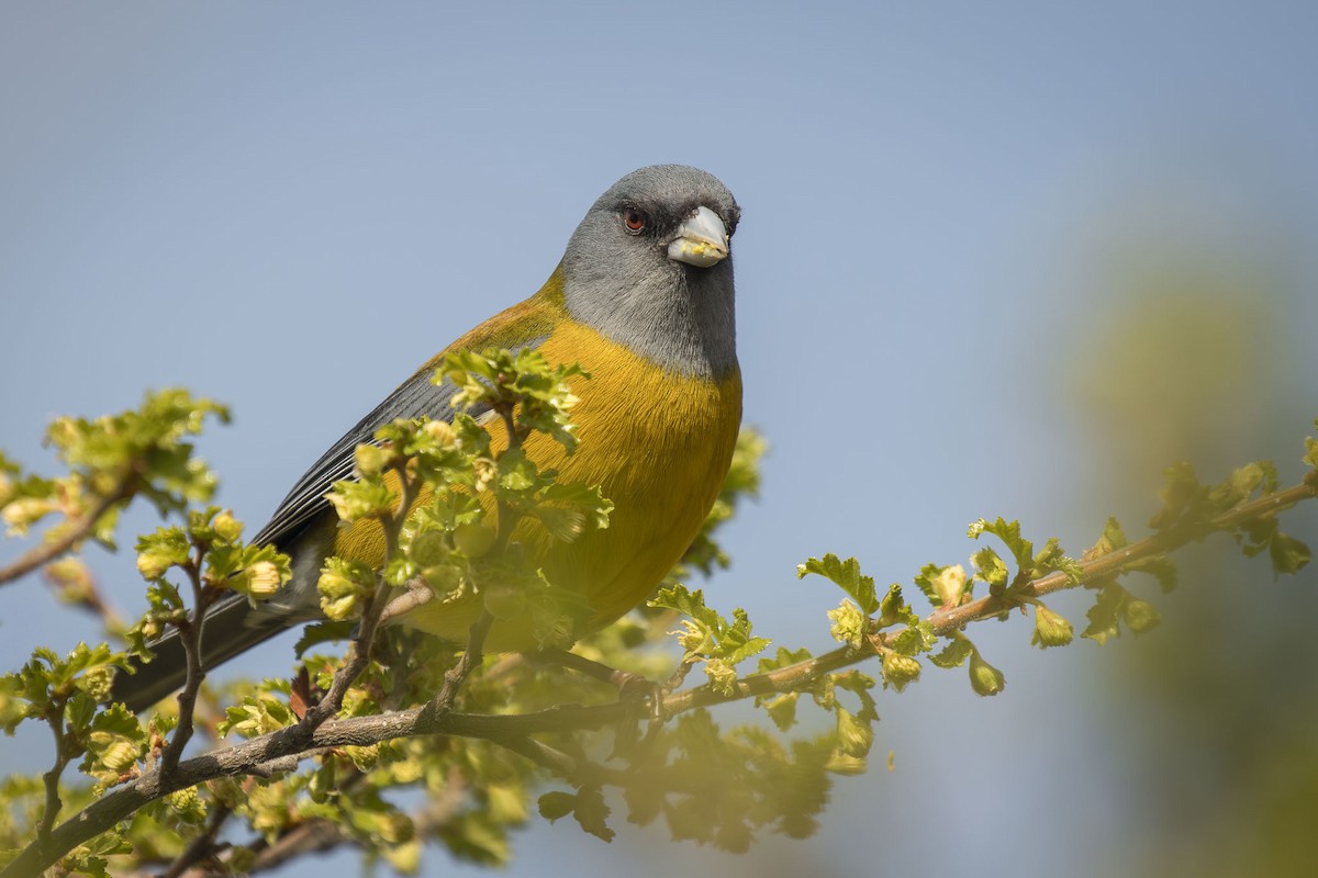 Patagonian Sierra Finch - ML641511709