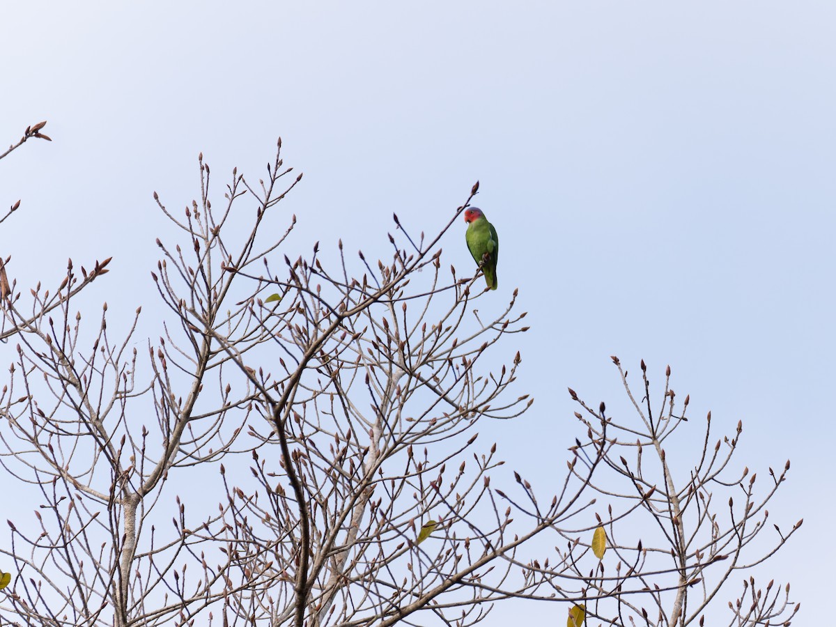 Red-cheeked Parrot - ML641511715