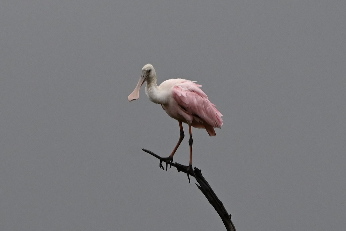 Roseate Spoonbill - ML641511780