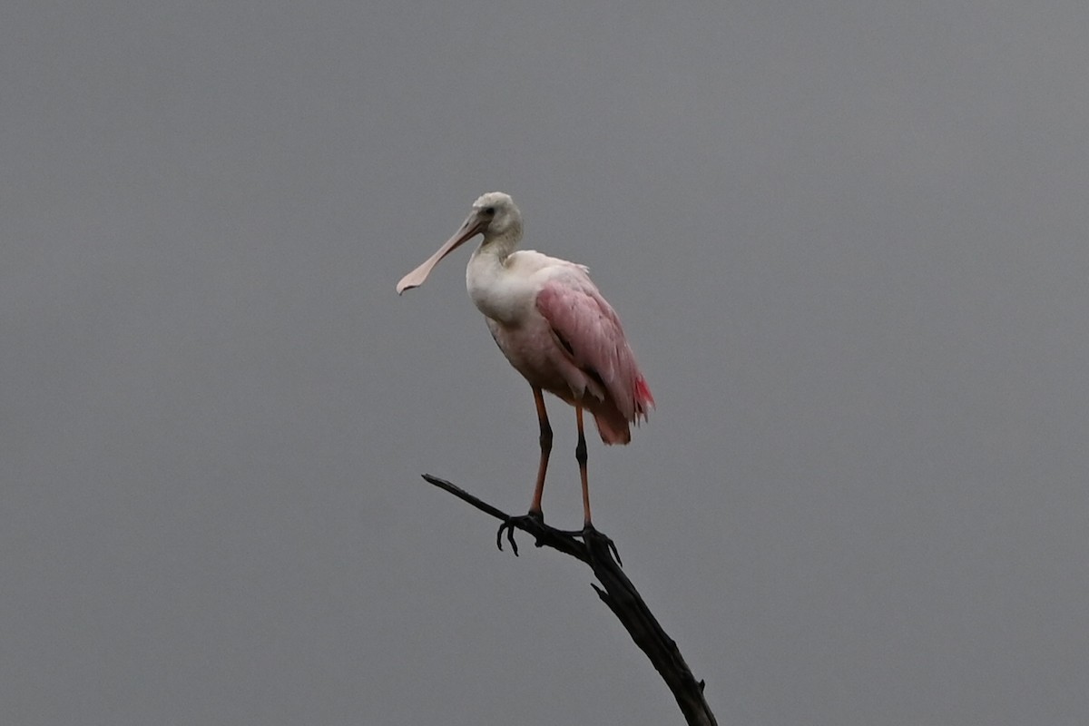 Roseate Spoonbill - ML641511781