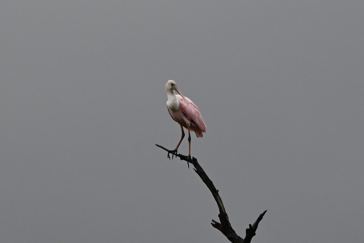 Roseate Spoonbill - ML641511782