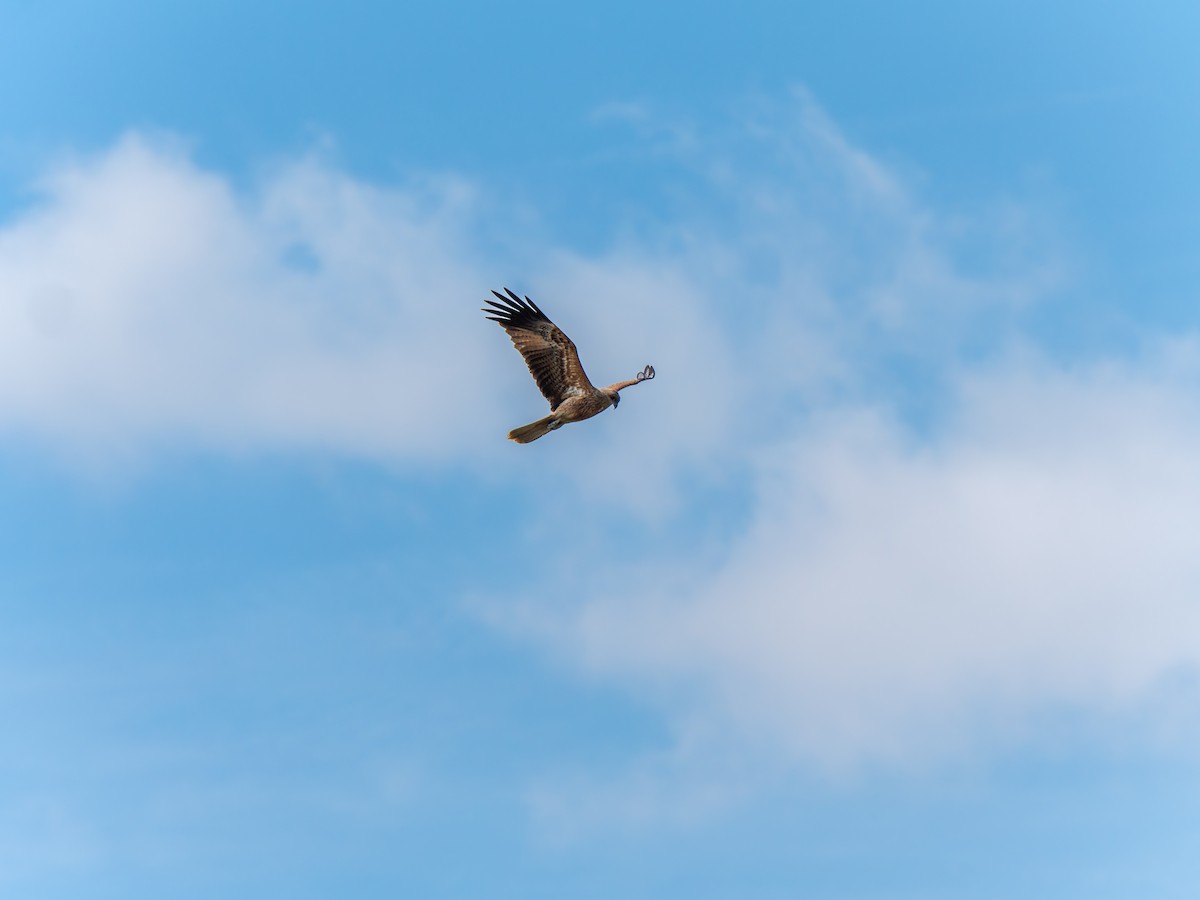 Whistling Kite - ML641511784