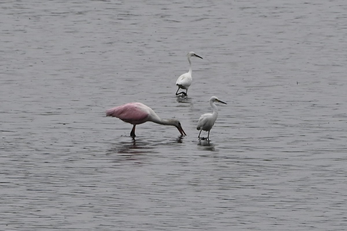 Roseate Spoonbill - ML641511823