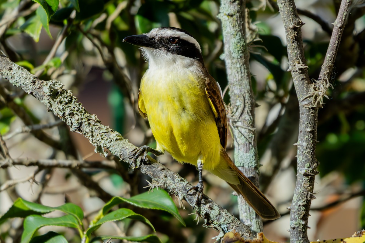 Great Kiskadee - ML641511864
