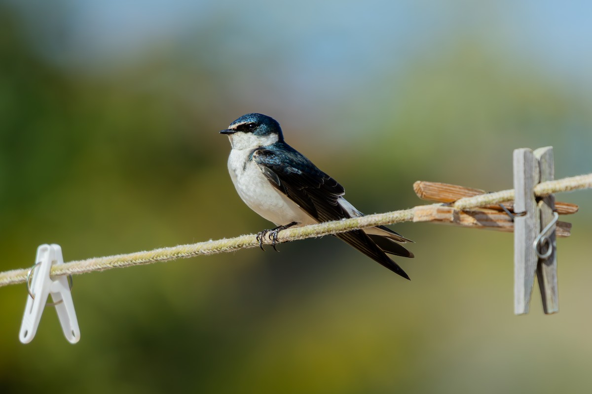 White-rumped Swallow - ML641511870