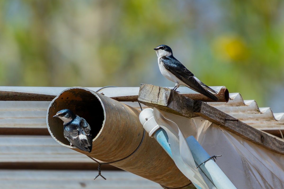 White-rumped Swallow - ML641511872