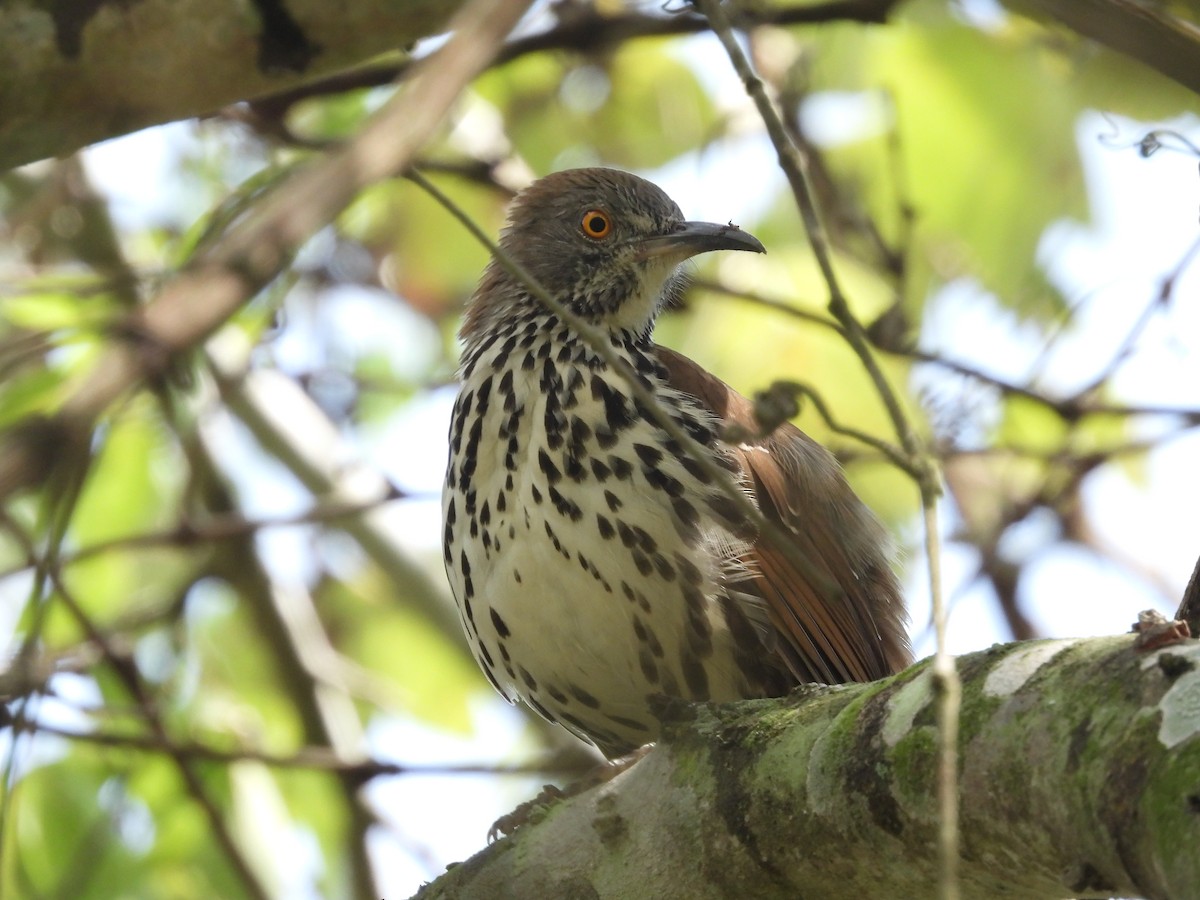 Long-billed Thrasher - ML641511874