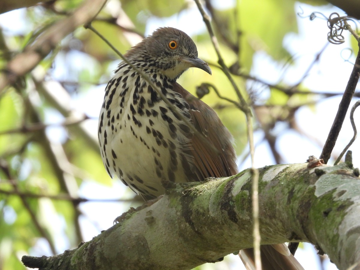 Long-billed Thrasher - ML641511876