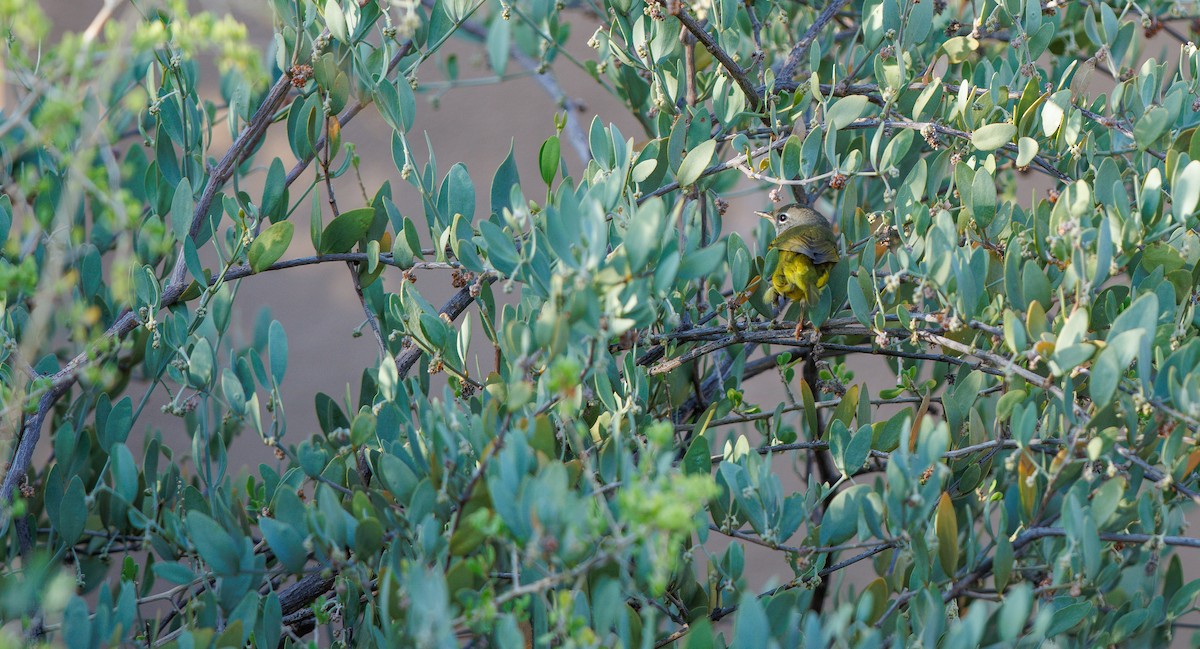 MacGillivray's Warbler - ML641511907