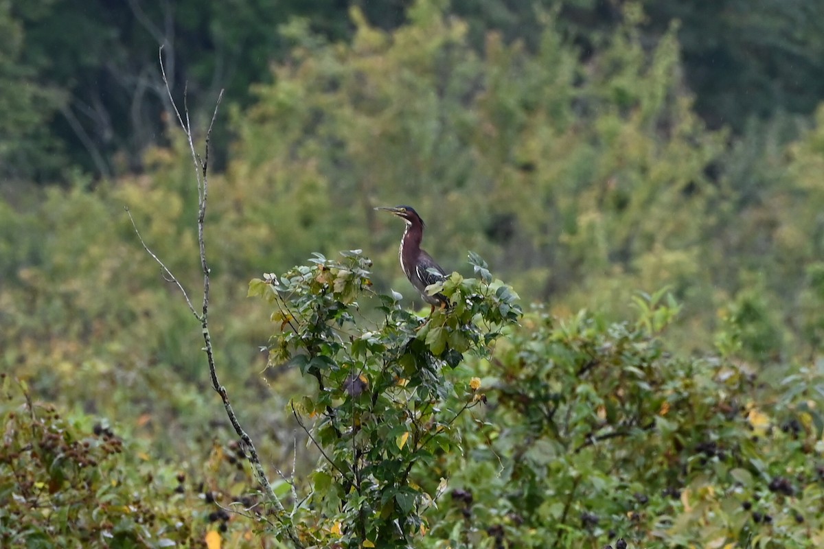 Green Heron - ML641511920