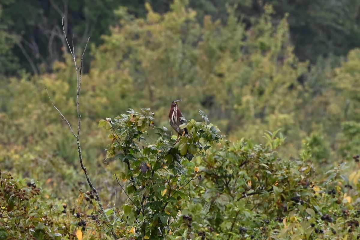 Green Heron - ML641511921