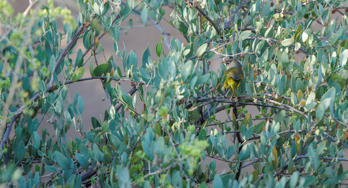 MacGillivray's Warbler - ML641511936