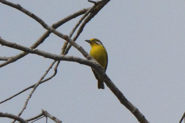 Slaty-capped Shrike-Vireo - ML641511937