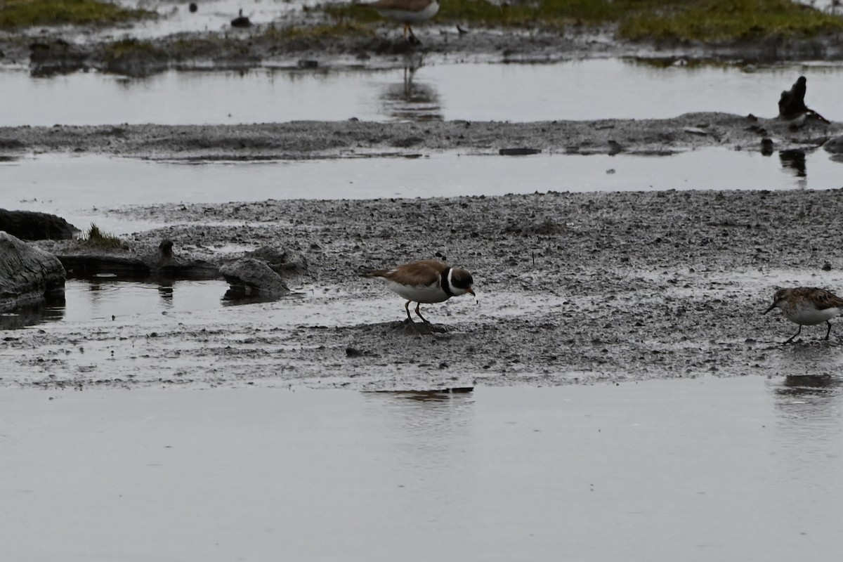 Semipalmated Plover - ML641511943
