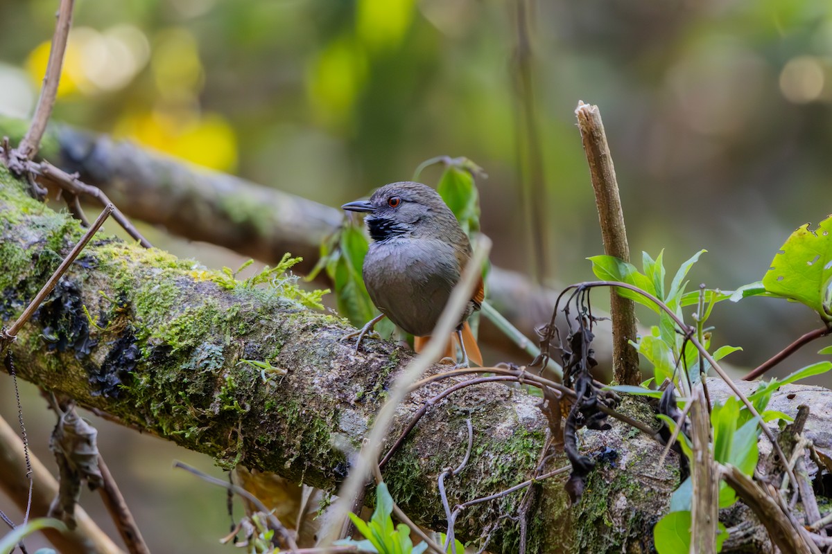 Gray-bellied Spinetail - ML641511945
