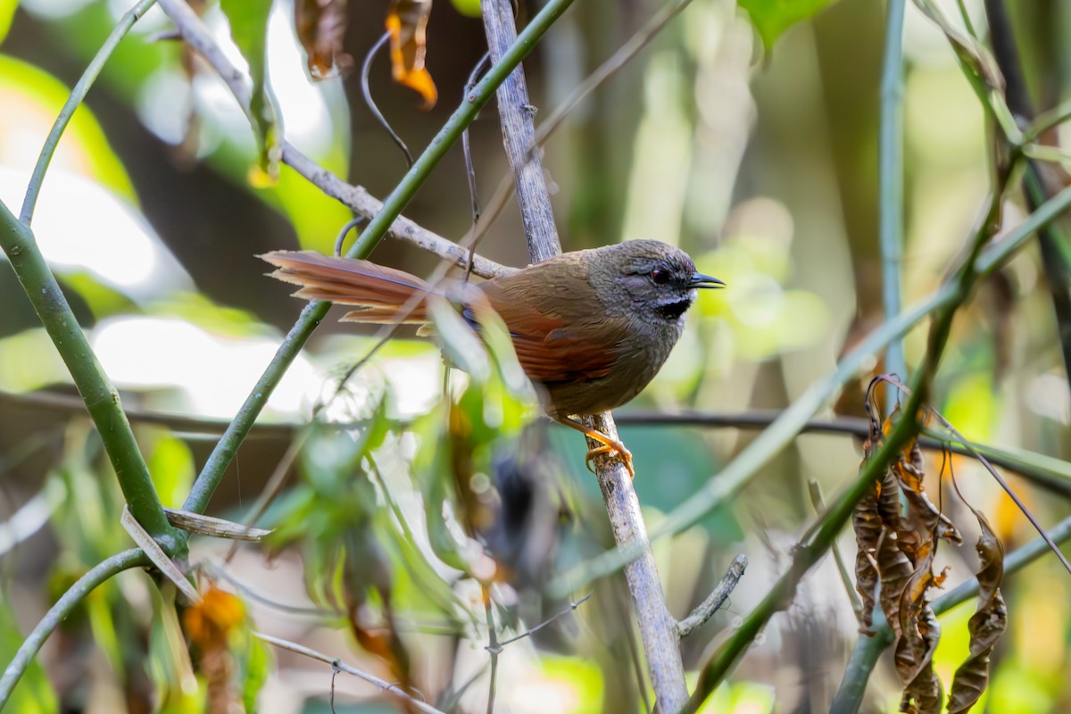 Gray-bellied Spinetail - ML641511948