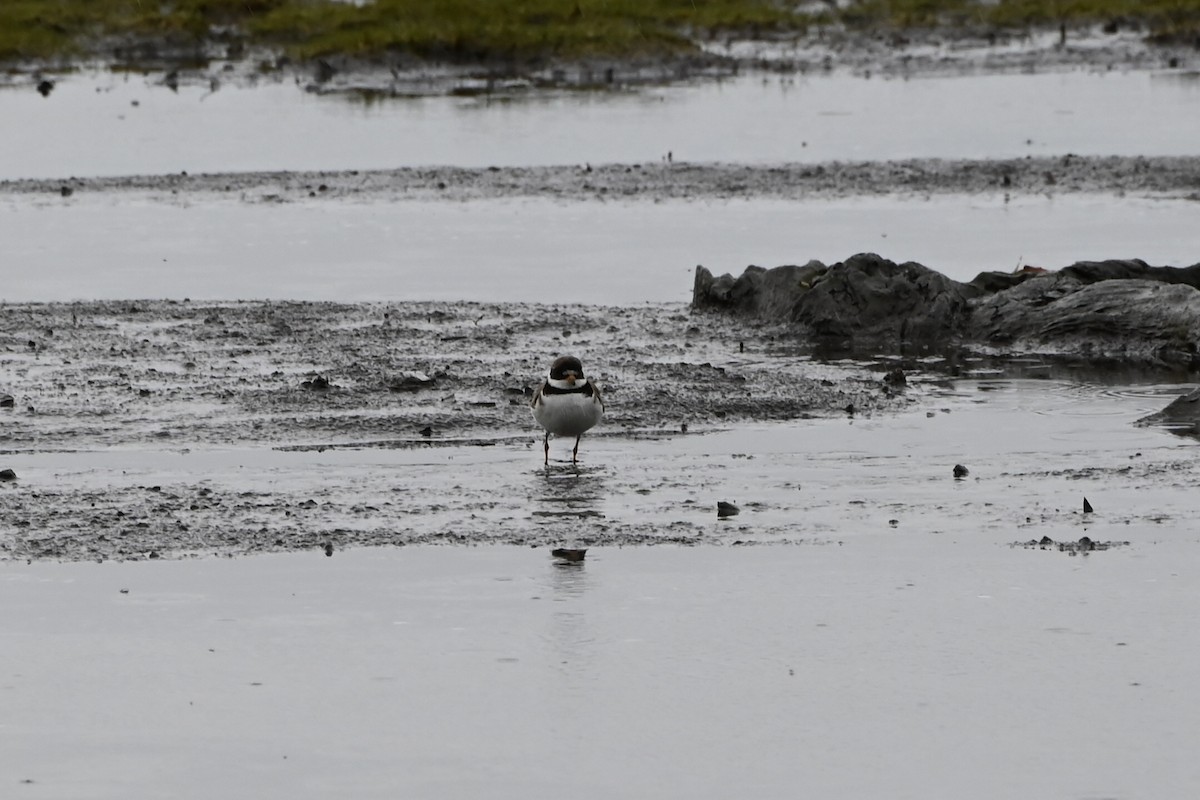 Semipalmated Plover - ML641511961