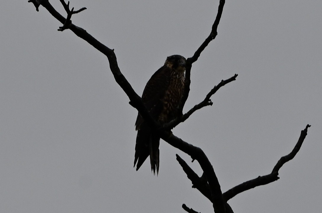 Peregrine Falcon - ML641511991