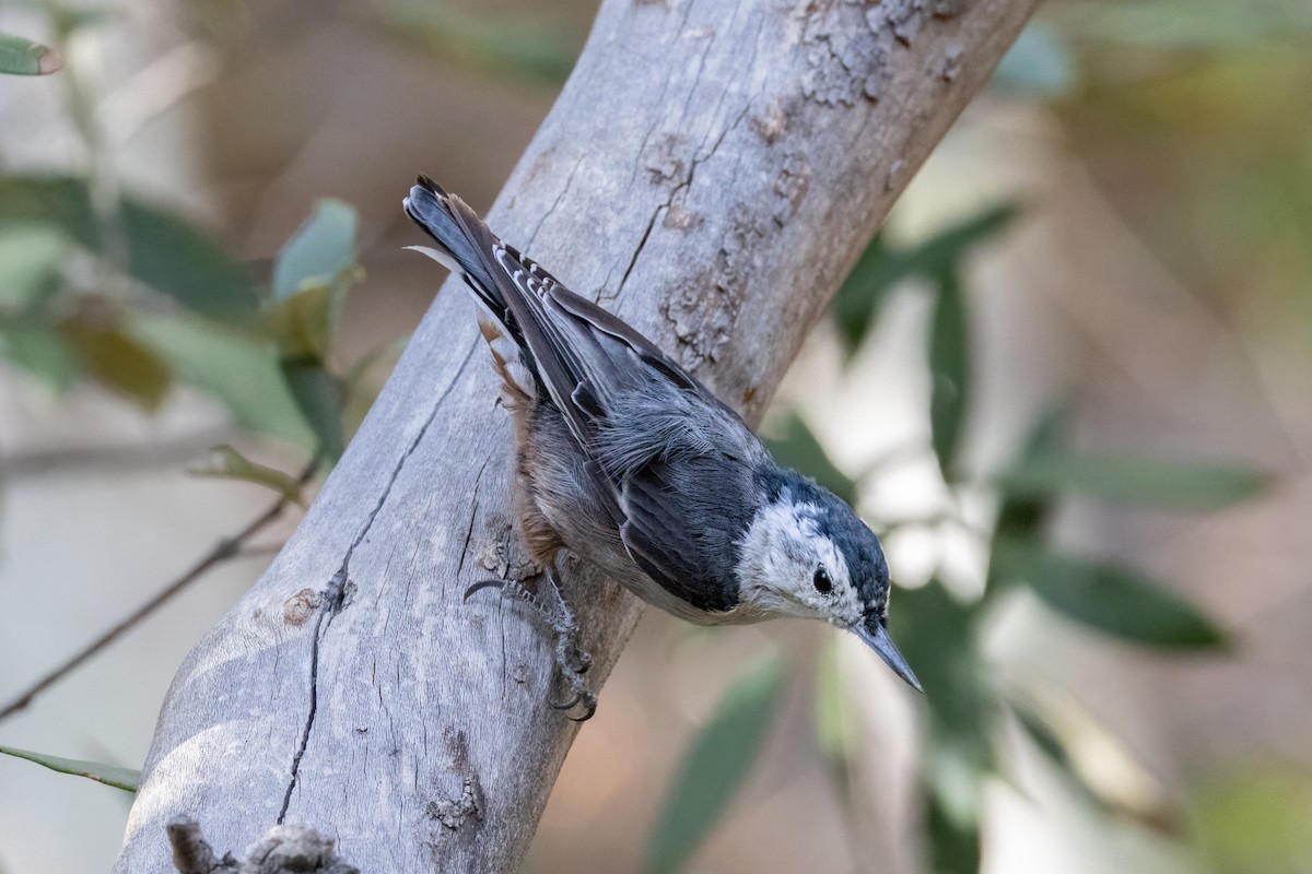 White-breasted Nuthatch - ML641511999