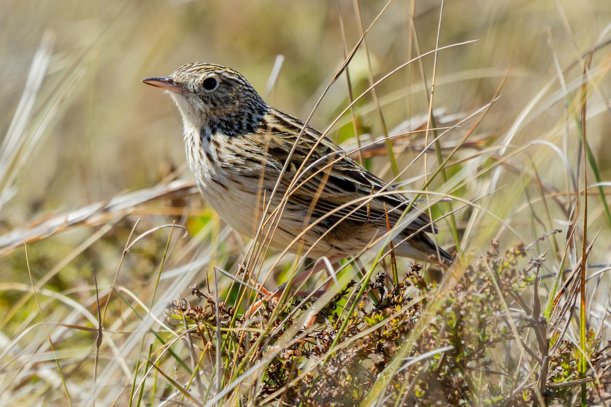 Pipit de Hellmayr - ML641512041