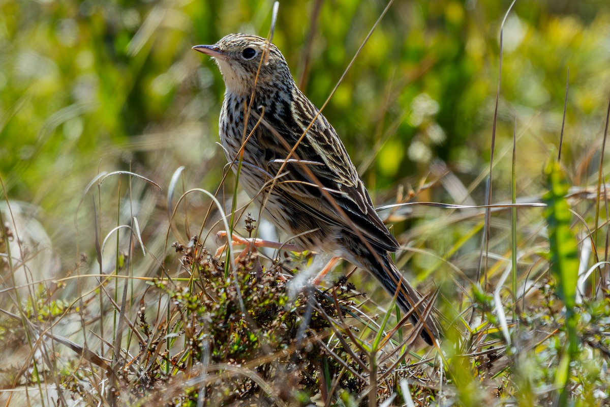 Pipit de Hellmayr - ML641512042
