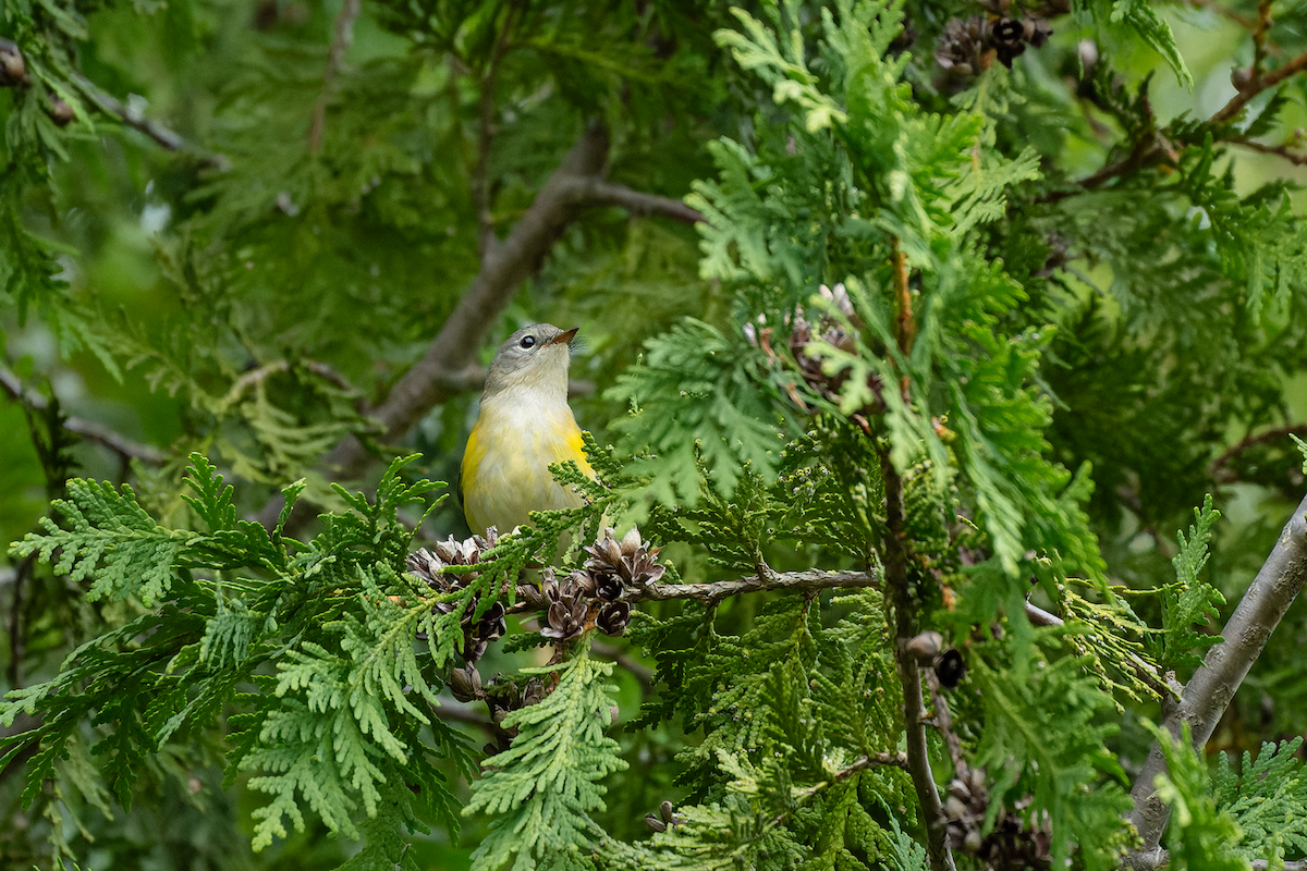 American Redstart - ML641512051