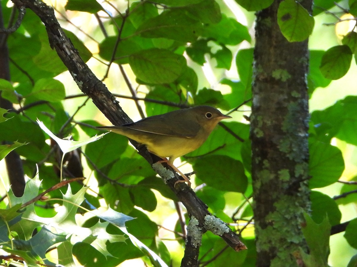 Connecticut Warbler - ML641512103